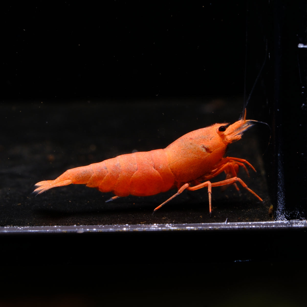 Pink Steel Caridina shrimp – photo 1