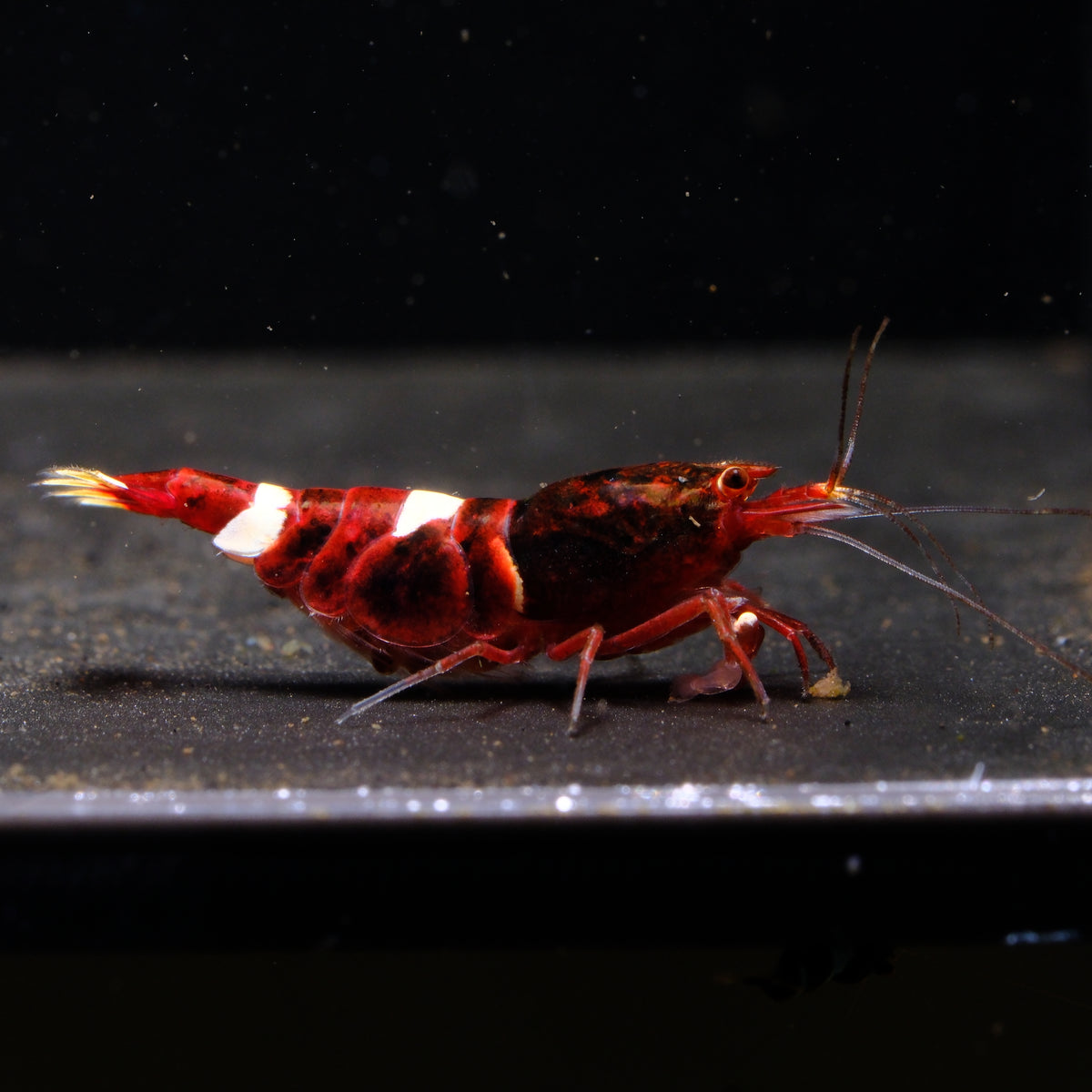 Red King Kong Caridina shrimp – photo 1