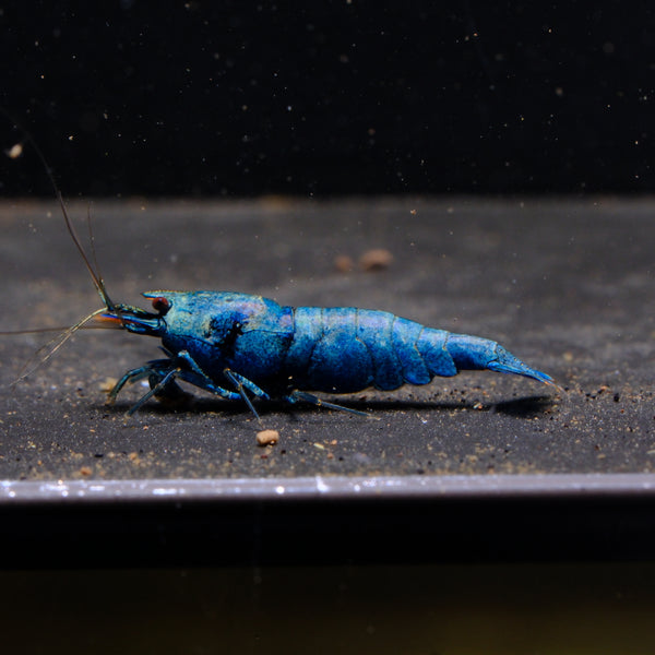Extreme Blue Bolt Caridina shrimp – photo 1