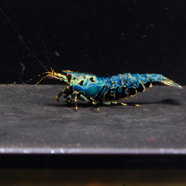 Blue/Green Galaxy Boa Caridina shrimp – photo 1