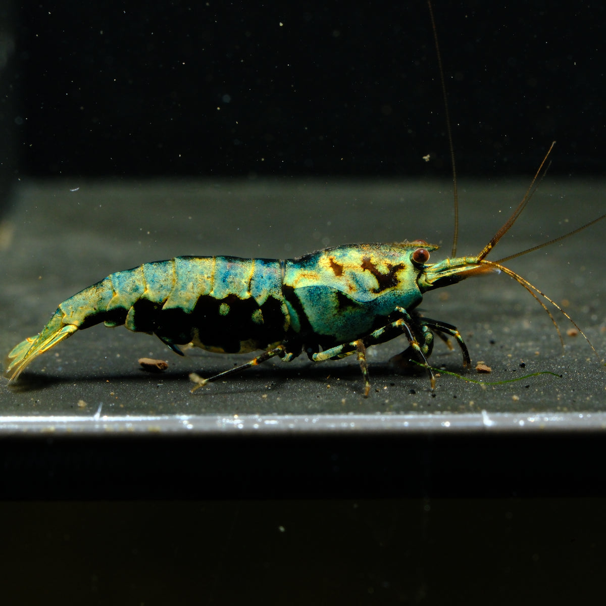 Blue/Green Galaxy Boa Caridina shrimp – photo 2