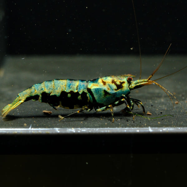 Blue/Green Galaxy Boa Caridina shrimp – photo 2