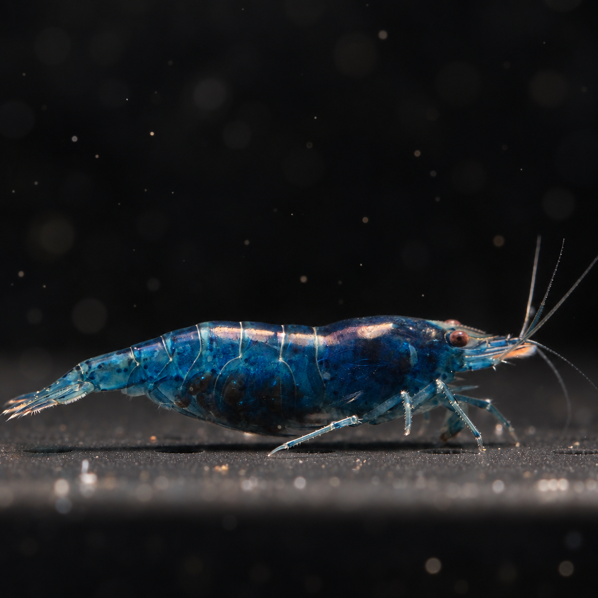 Blue Dream Neocaridina shrimp with a solid deep-blue shell