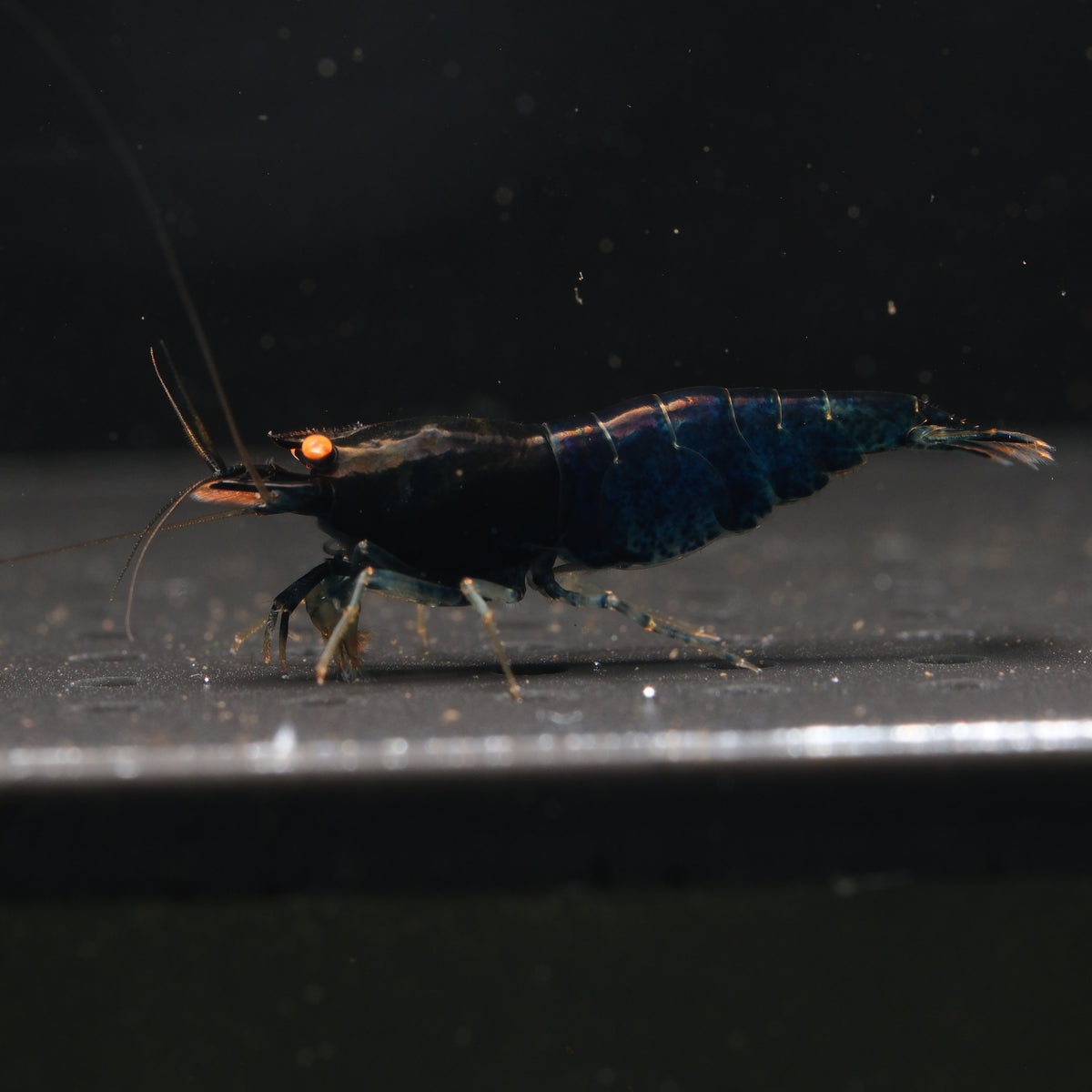 Orange Eyes Blue Devil Caridina shrimp – photo 2