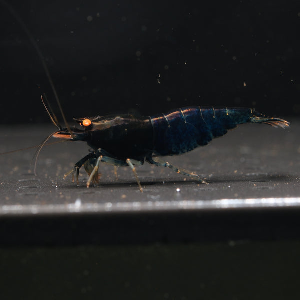Orange Eyes Blue Devil Caridina shrimp – photo 2
