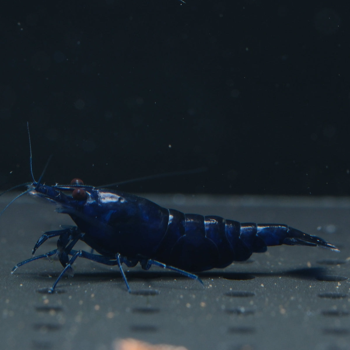 Ultra Blue Neocaridina shrimp – photo 1