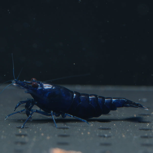 Ultra Blue Neocaridina shrimp – photo 1