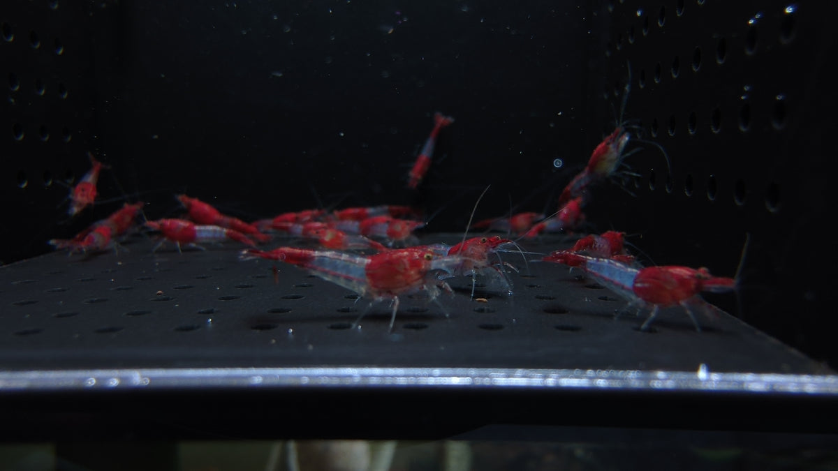 Red Rilli Neocaridina shrimp – photo 2