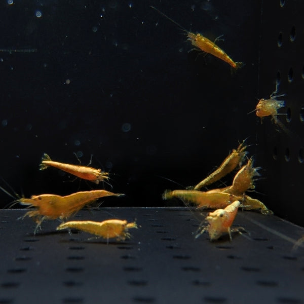 Ultra Gold Neocaridina shrimp – photo 4