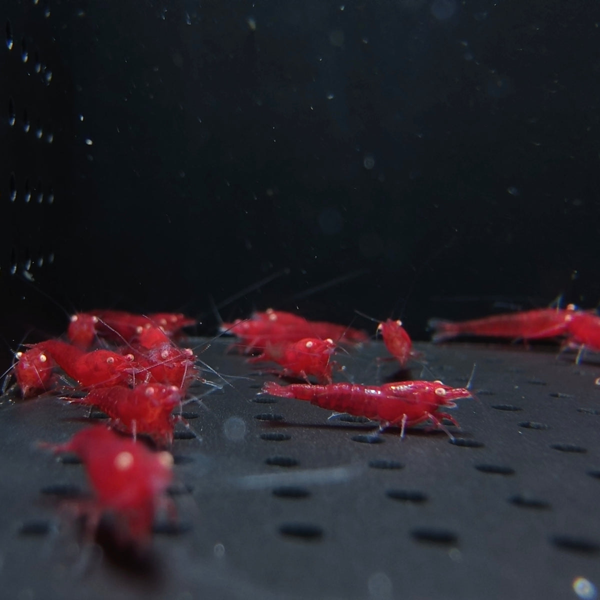 Ghost Fire Red | Golden Eyes Genetic 04