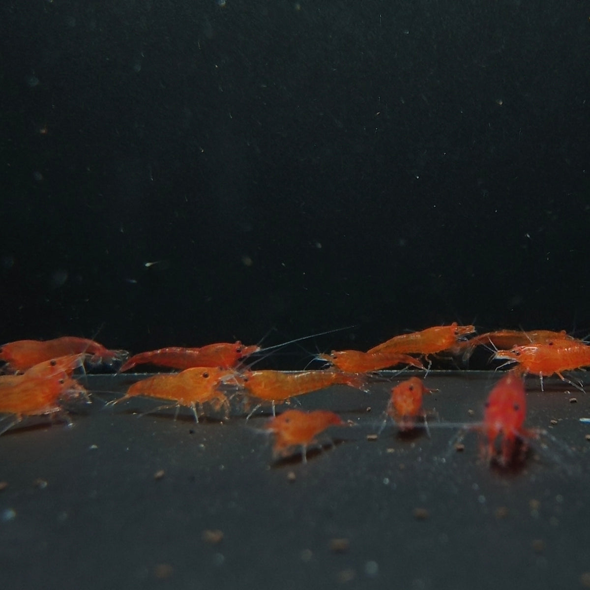 Blood Orange Neocaridina shrimp – photo 2