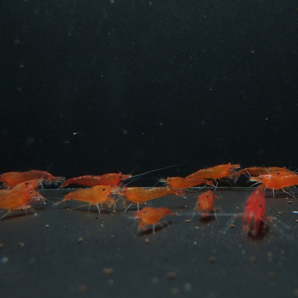 Blood Orange Neocaridina shrimp – photo 2