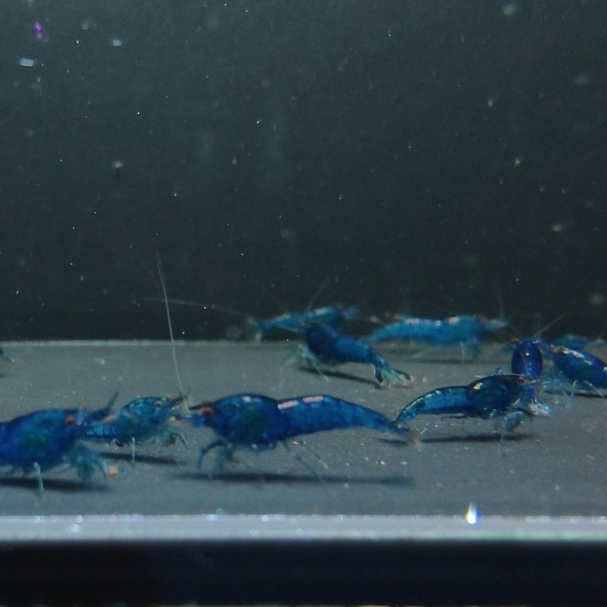 Blue Dream Neocaridina shrimp – photo 2
