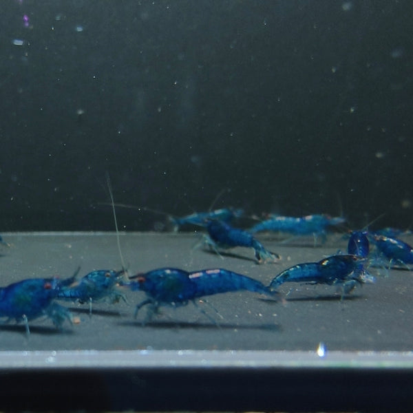 Blue Dream Neocaridina shrimp – photo 2