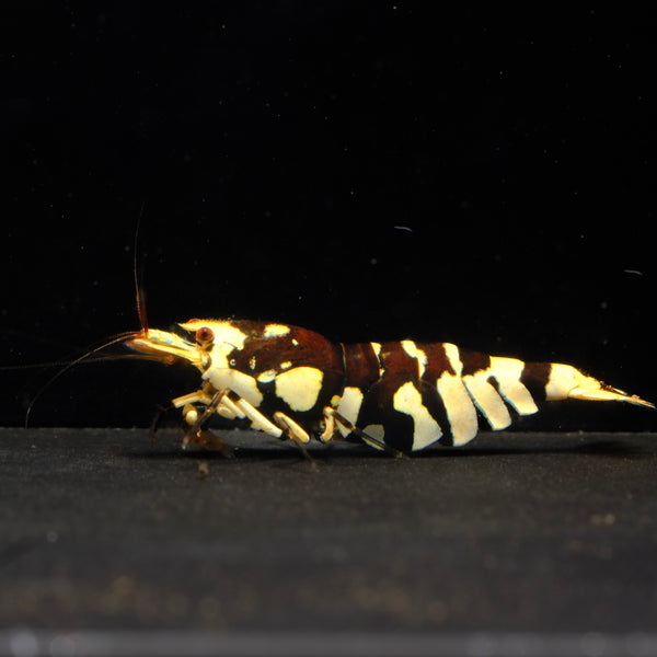 Fancy Tiger line shrimp