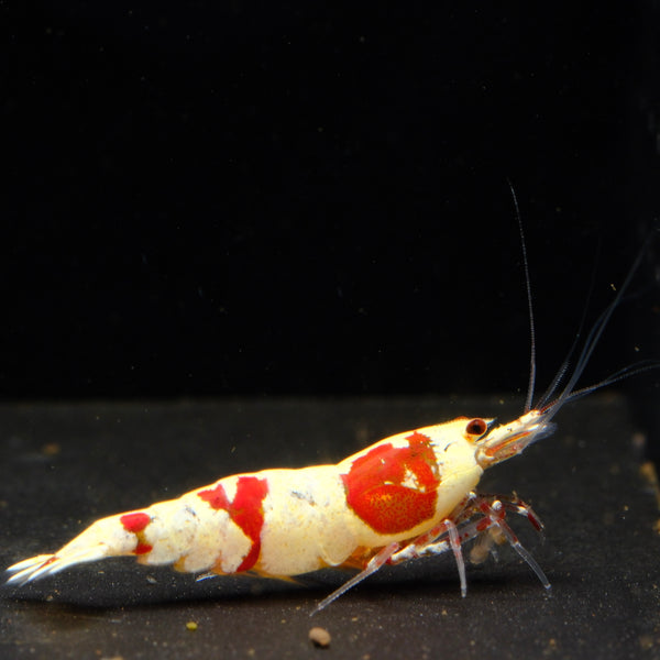 Crystal Red Back Line Caridina shrimp – photo 1