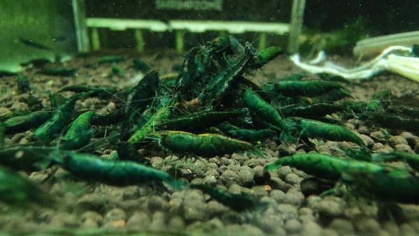 Green Emerald Neocaridina shrimp – photo 3