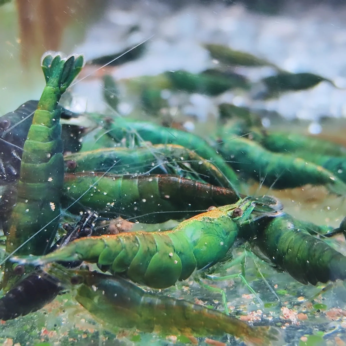 Green Emerald Neocaridina shrimp – photo 2