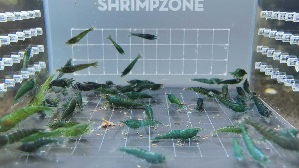 Green Emerald Neocaridina shrimp – photo 4