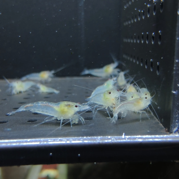 Snow Ball Neocaridina shrimp – photo 3