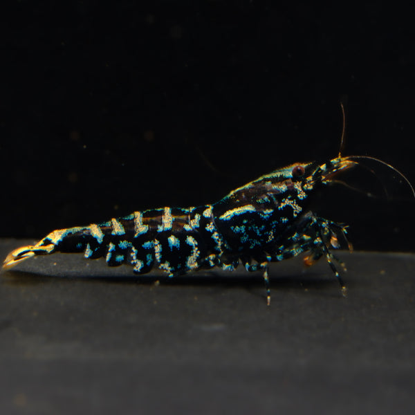 Black Fishbone Galaxy Caridina shrimp – photo 1
