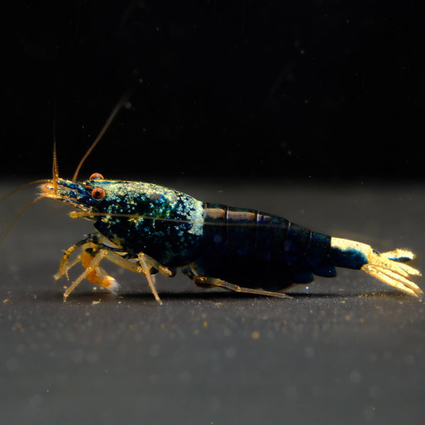 Ocean Blue Caridina shrimp – photo 1