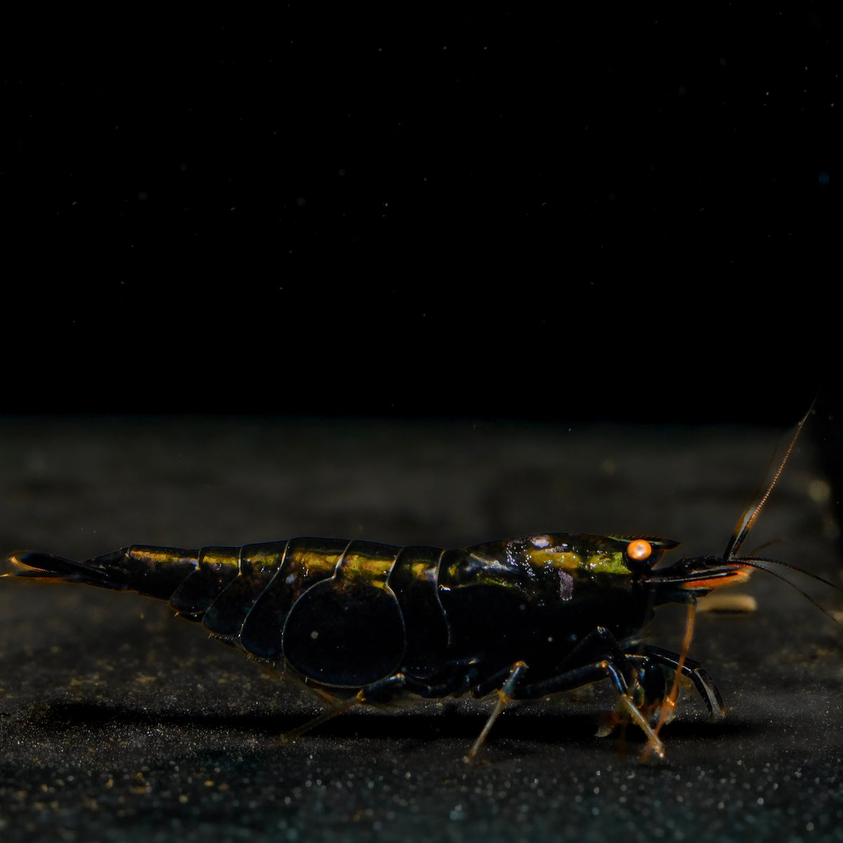 Orange Eyes Black Kingkong (Black Devil) 01