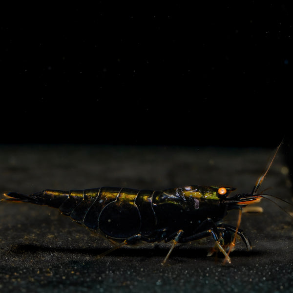 Orange Eyes Black Kingkong (Black Devil) 01