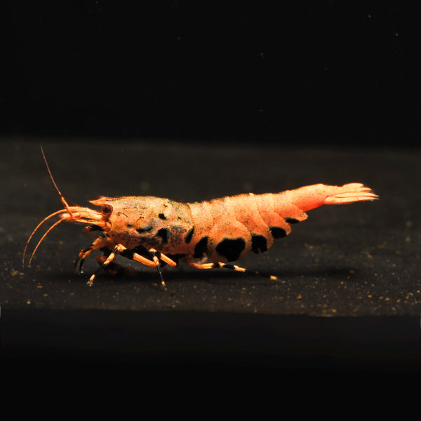 Orange-Based Black Boa Caridina shrimp – photo 1