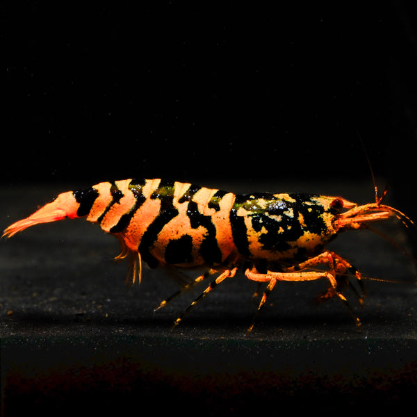 Orange-Based Galaxy Black Tiger – Hornet Caridina shrimp – photo 1
