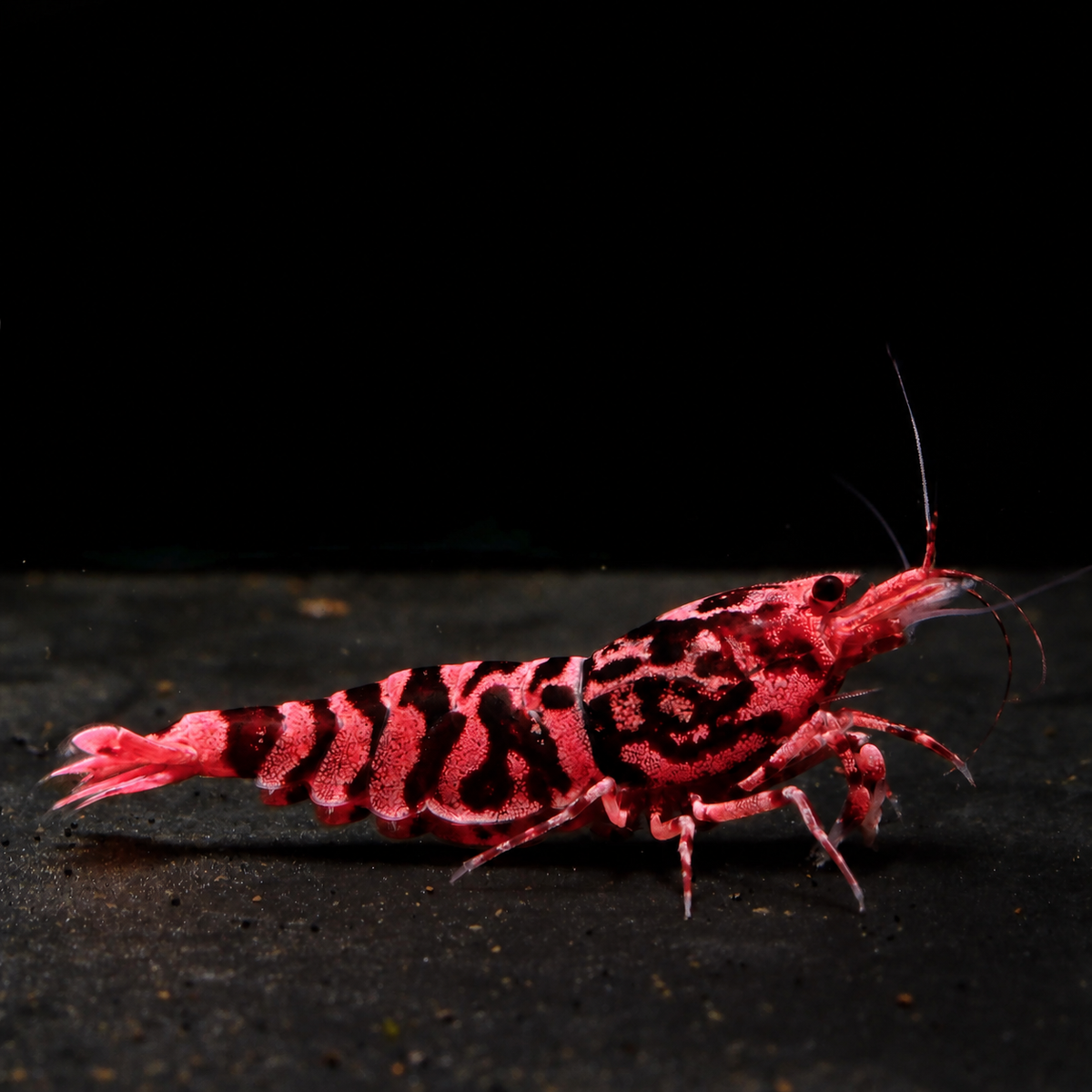 Pink-Based Galaxy Red Tiger Red Wasp Caridina shrimp with pink-toned white tiger bands