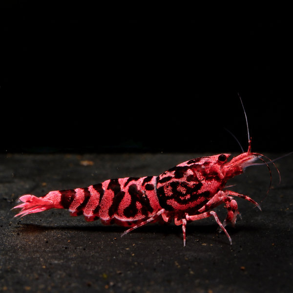 Pink-Based Galaxy Red Tiger Red Wasp Caridina shrimp with pink-toned white tiger bands