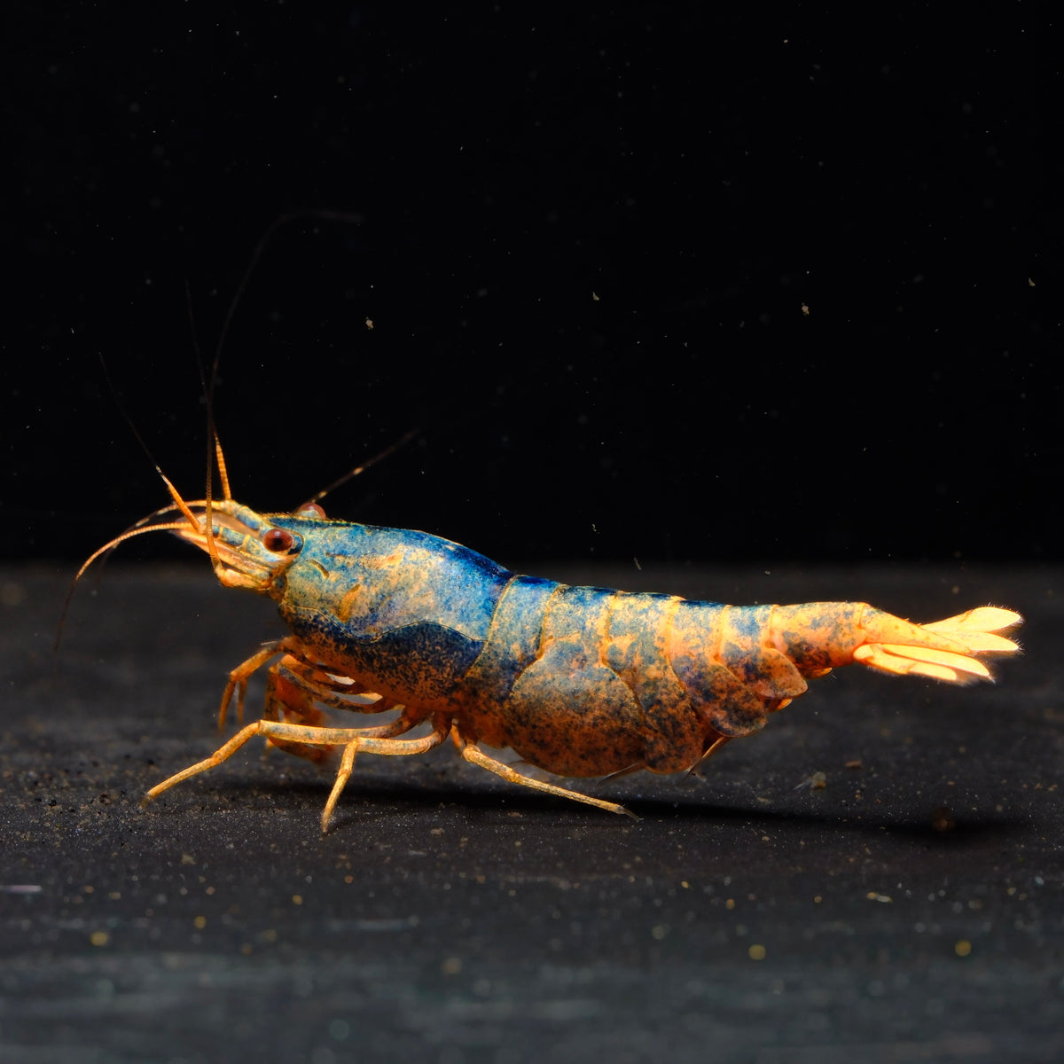 Orange Based Blue Steel Caridina shrimp – photo 1