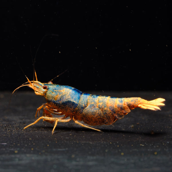 Orange Based Blue Steel Caridina shrimp – photo 1