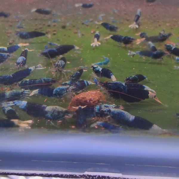 Ocean Blue Caridina shrimp – video 3