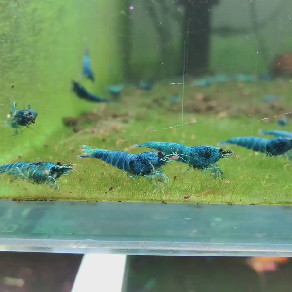 Extreme Blue Bolt Caridina shrimp – video 2
