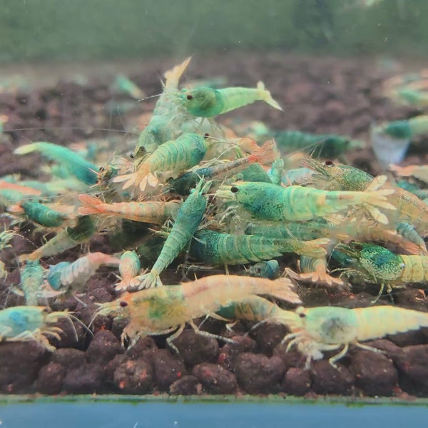 Orange Based Blue Steel Caridina shrimp – video 3