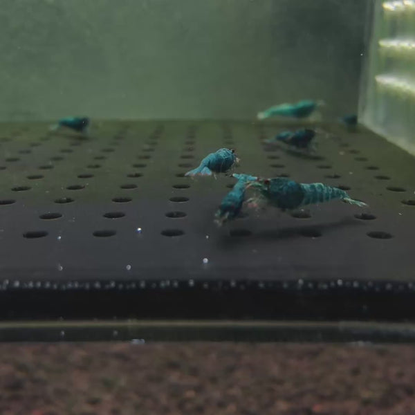 Extreme Blue Bolt Caridina shrimp – video 4