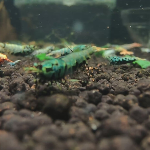 Blue/Green Galaxy Boa Caridina shrimp – video 3