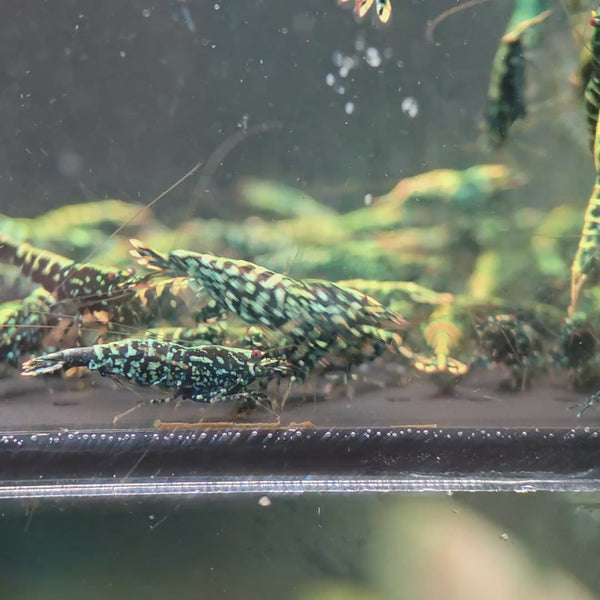 Black Snowflake Fishbone Caridina shrimp – video 5