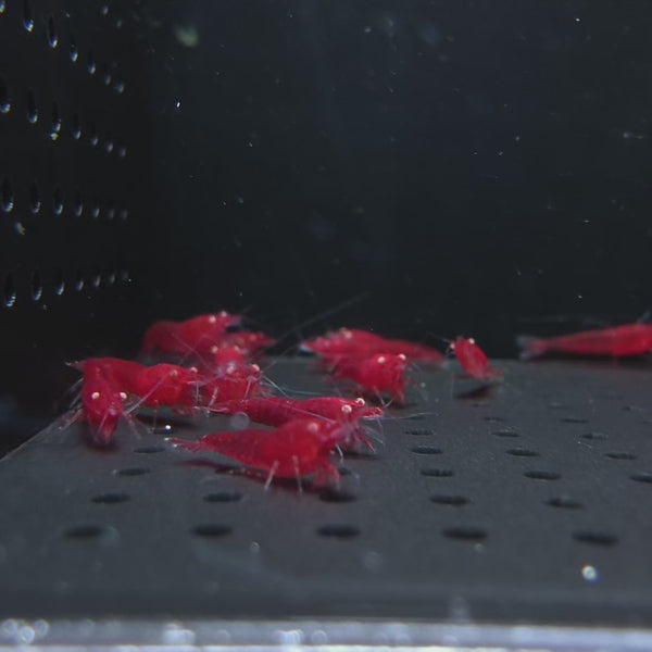 Ghost Fire Red | Golden Eyes Genetic 03