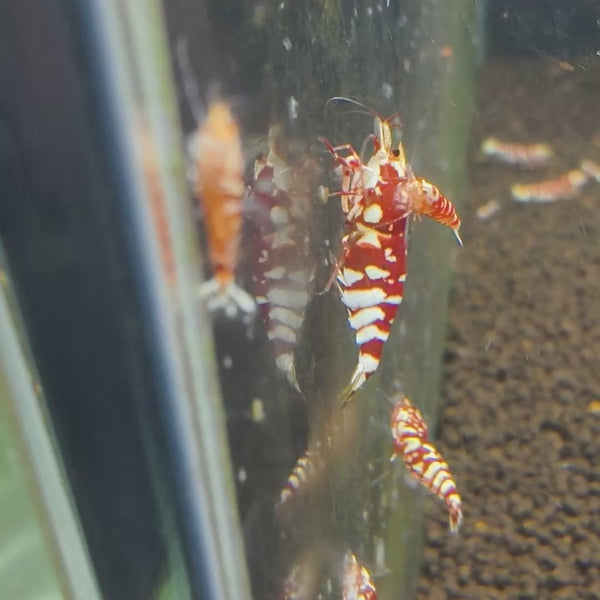 Red Fancy Tiger Caridina shrimp – video 2