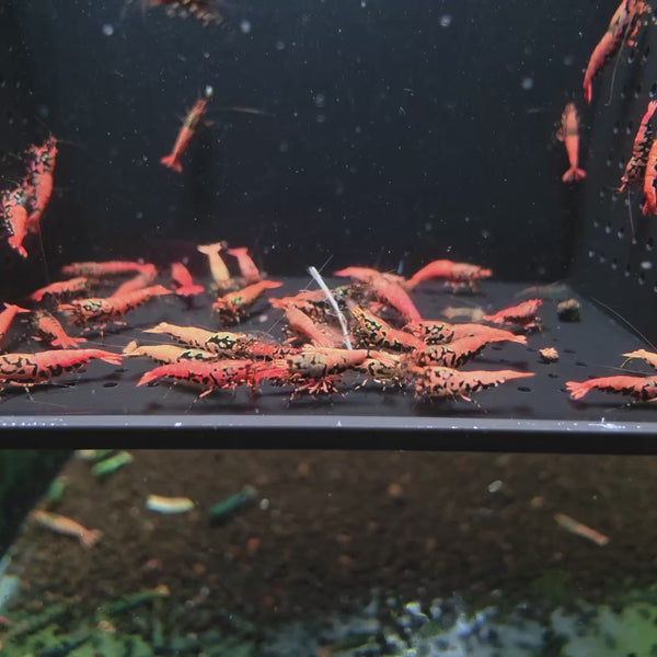 Orange-Based Black Boa Caridina shrimp – video 2