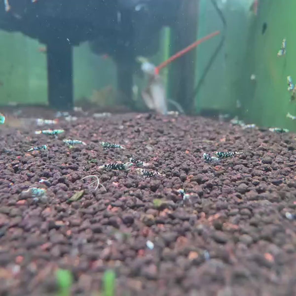 Black Fancy Tiger Caridina shrimp – video 3