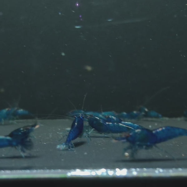 Blue Dream Neocaridina shrimp – video 1