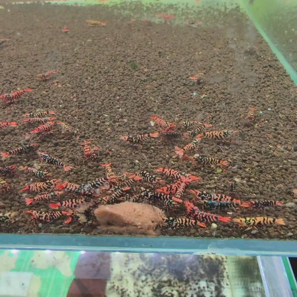 Orange-Based Galaxy Black Tiger – Hornet Caridina shrimp – video 1