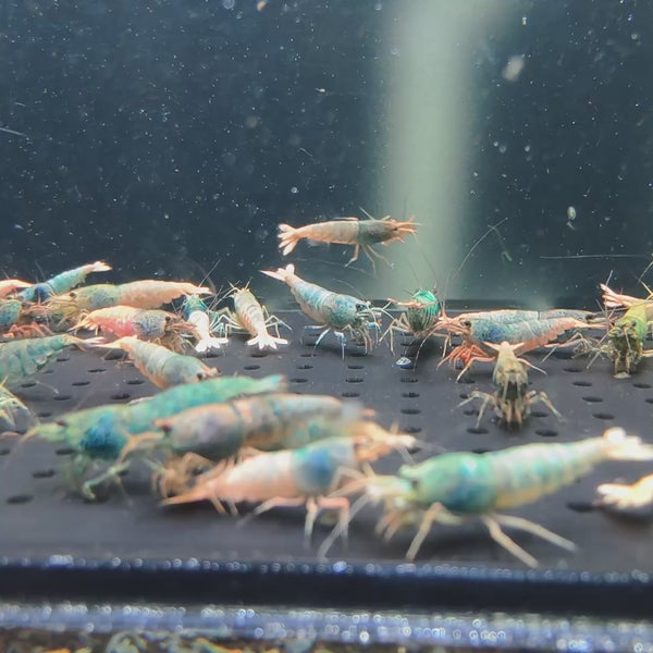 Orange Based Blue Steel Caridina shrimp – video 1