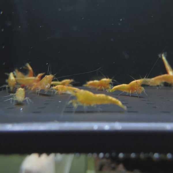 Ultra Gold Neocaridina shrimp – video 1