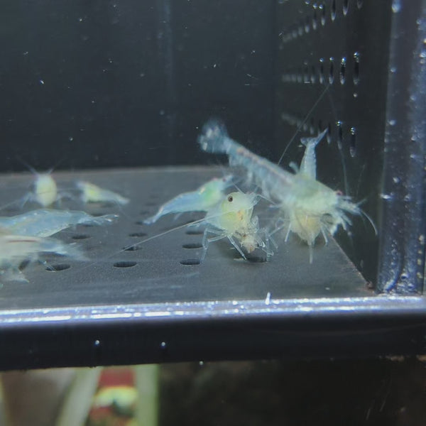 Snow Ball Neocaridina shrimp – video 1