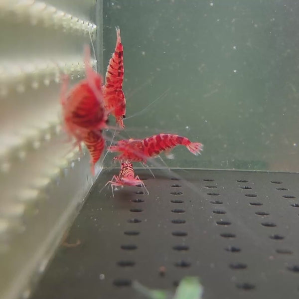 Pink-Based Galaxy Red Tiger – Red Wasp Caridina shrimp – video 4